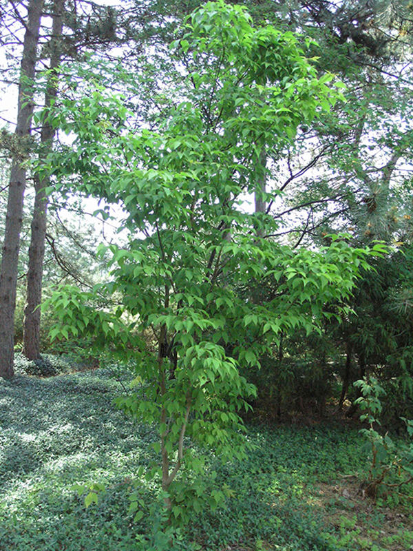 Acer cissifolium ssp.henryii fm-2.jpg